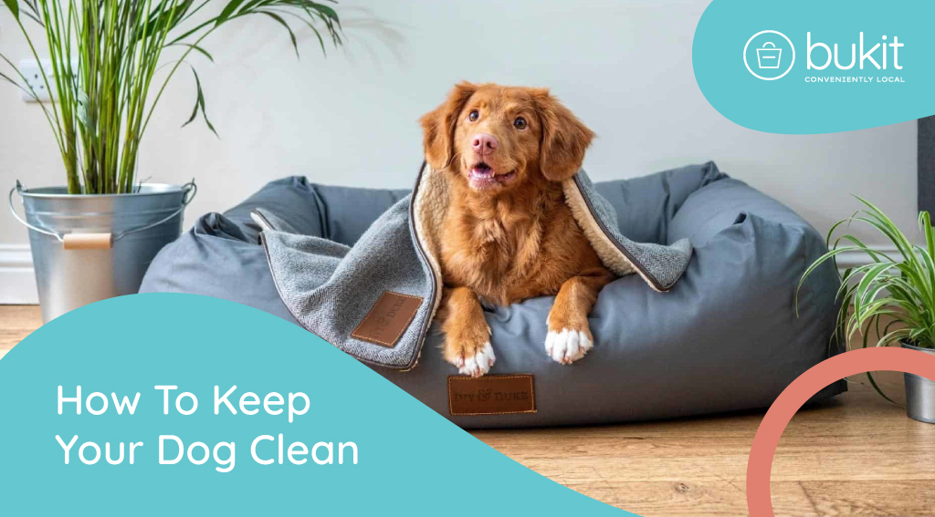 How To Keep Your Dog Clean