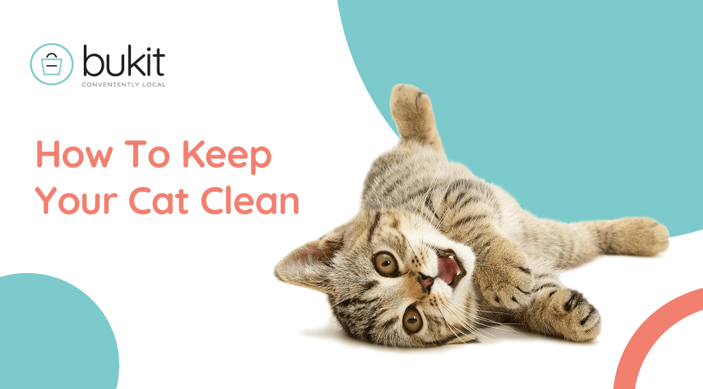How To Keep Your Cat Clean