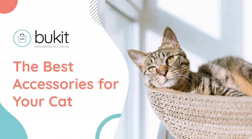 Best Accessories for Your Cat Cats